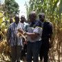 Le ministre Salifou Ouédraogo observe un épi de maïs dans un champ à Nakar